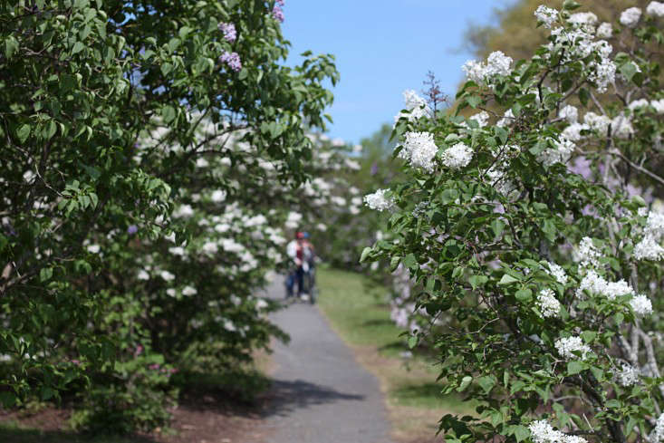 Two Frederick Law Olmsted lilacs line a path that their namesake designed.